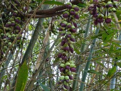 Mucuna macrocarpa