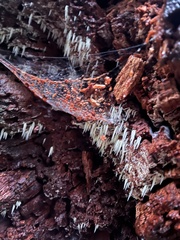 Mucronella fusiformis