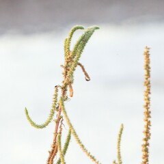 Amaranthus palmeri