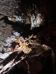 Mucronella fusiformis