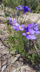 Cheiranthera linearis