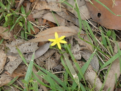 Hypoxis hygrometrica