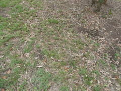 Hypoxis hygrometrica