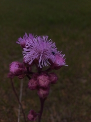 Campuloclinium macrocephalum