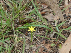 Hypoxis hygrometrica