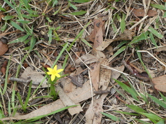 Hypoxis hygrometrica