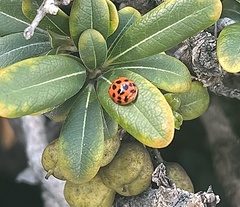Harmonia axyridis