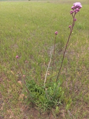 Campuloclinium macrocephalum