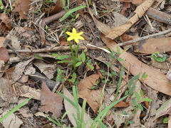 Hypoxis hygrometrica
