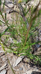 Cheiranthera linearis
