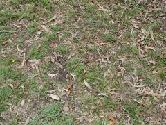 Hypoxis hygrometrica