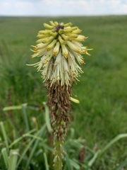 Kniphofia albescens