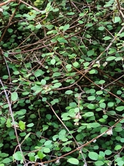 Teucrium parvifolium