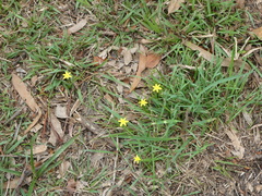 Hypoxis hygrometrica
