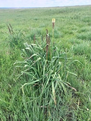 Kniphofia albescens