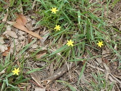 Hypoxis hygrometrica