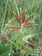 Cyperus longus