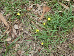 Hypoxis hygrometrica