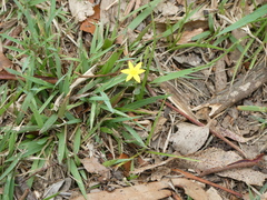 Hypoxis hygrometrica