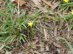 Hypoxis hygrometrica