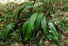 Molineria capitulata