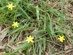 Hypoxis hygrometrica