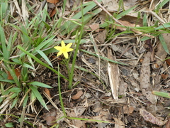 Hypoxis hygrometrica