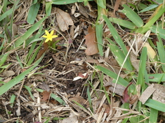 Hypoxis hygrometrica