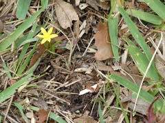Hypoxis hygrometrica