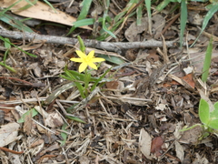 Hypoxis hygrometrica