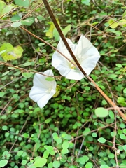 Calystegia tuguriorum
