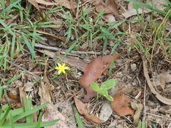Hypoxis hygrometrica