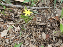 Hypoxis hygrometrica