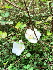 Calystegia tuguriorum