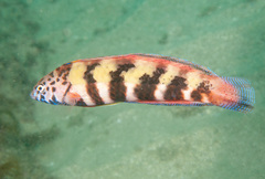 Eupetrichthys angustipes