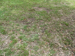 Hypoxis hygrometrica