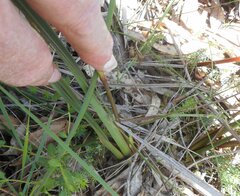 Dianella callicarpa