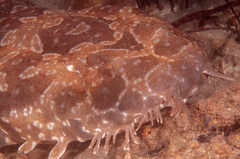 Orectolobus maculatus