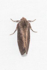 Elusa oenolopha