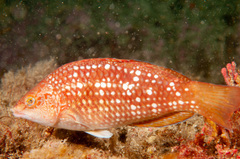 Notolabrus gymnogenis