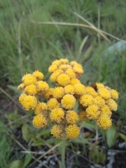 Helichrysum nudifolium