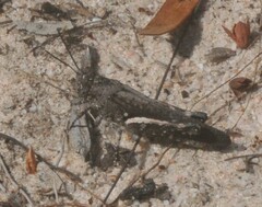 Cirphula pyrrhocnemis