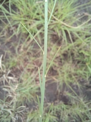 Polygala hottentotta
