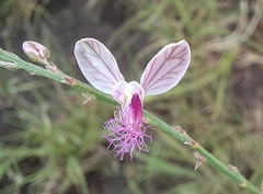 Polygala hottentotta