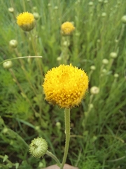 Nidorella podocephala