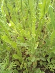 Nidorella podocephala