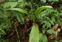 Molineria capitulata