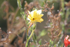 Oenothera stricta