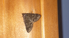 Idia lubricalis