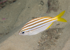 Atypichthys strigatus